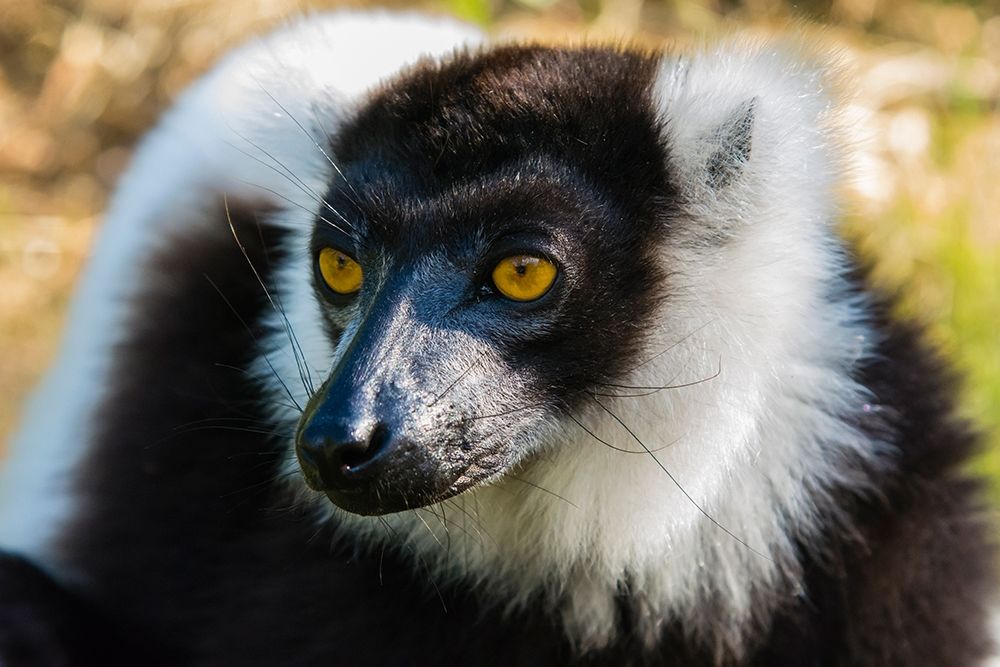 Madagascar-Andasibe-Vakona Lodge-Lemur Island Black and white ruffed lemur art print by Inger Hogstrom for $57.95 CAD